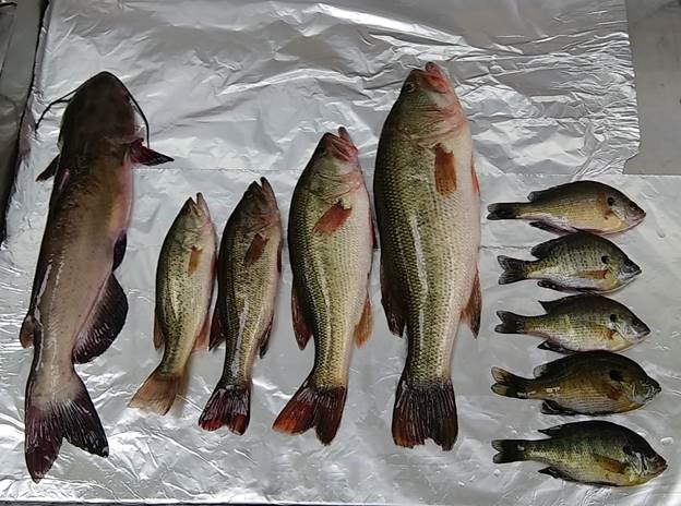 Fish lined up on table